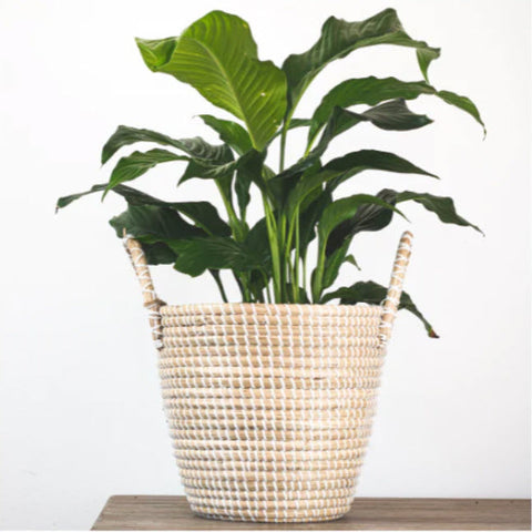 SPATHIPHYLLUM PEACE LILY