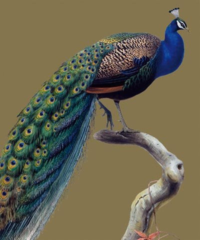 NHM184